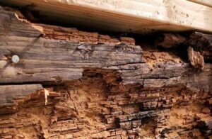 Dry rot is a very destructive form of fungal decay that affects timber and occurs when wood is constantly exposed to water.