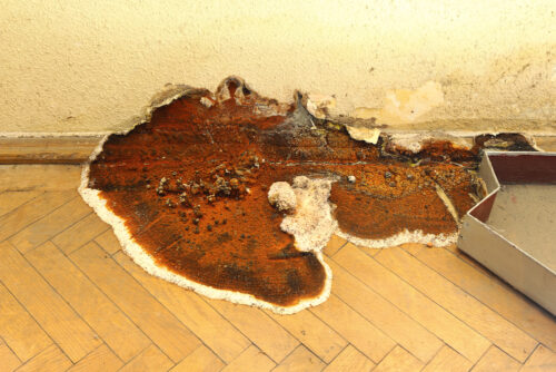 There are many dry rot treatments available & the best way to remove dry rot is to call a professional like Preservan.